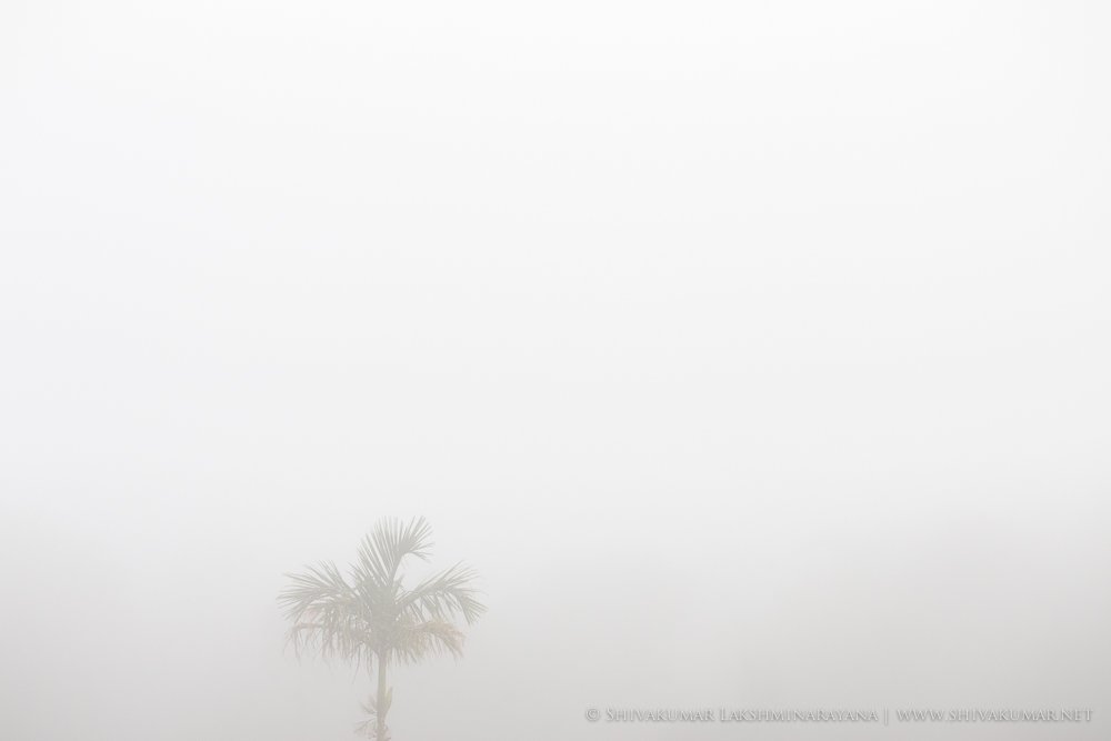 Negative Space / Positive Space in Composition / Tree in mist