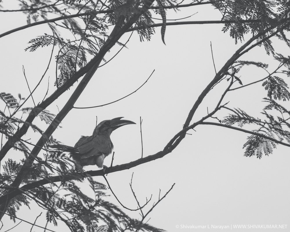 Indian Grey Hornbill - Black & White